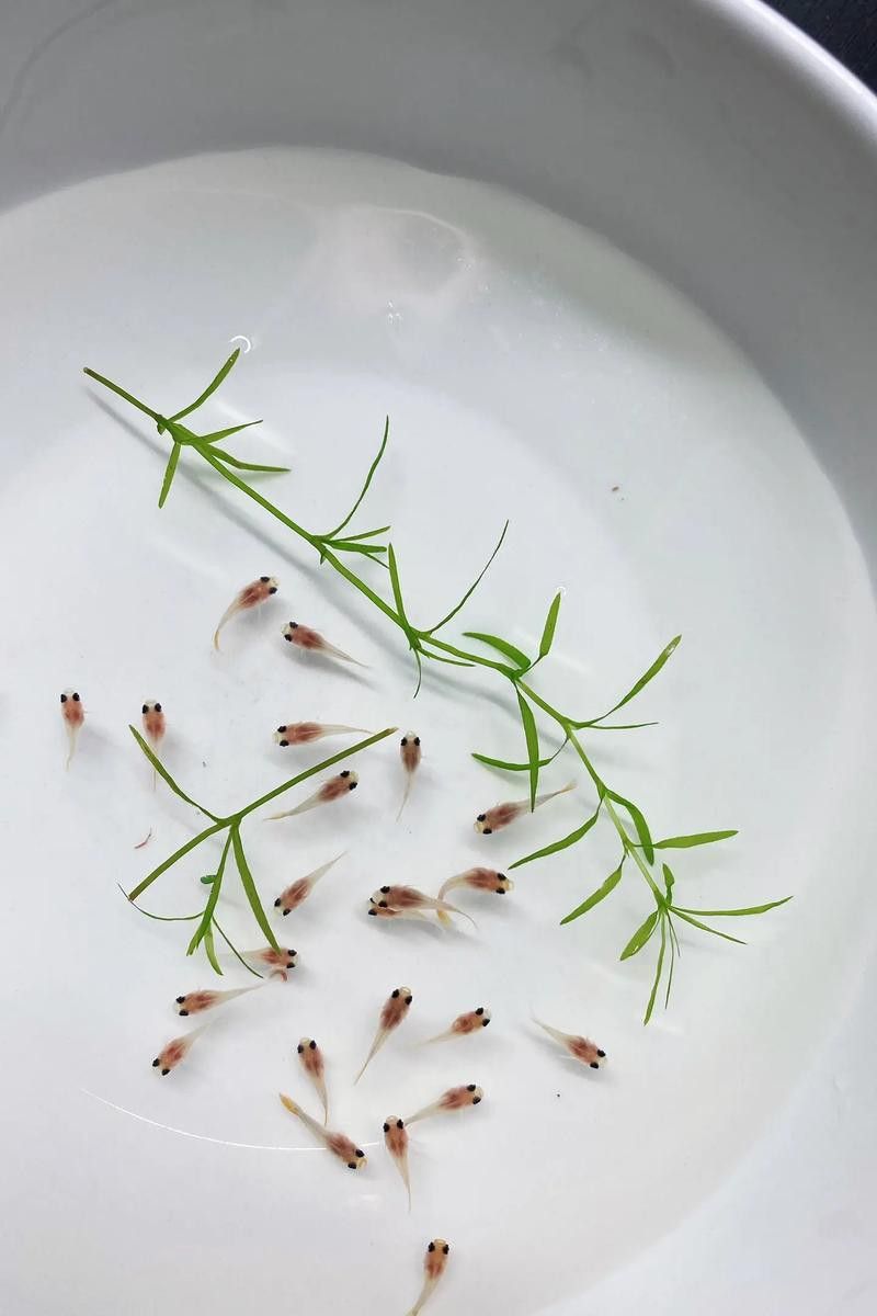 孔雀魚和龍魚混養好不好呢圖片