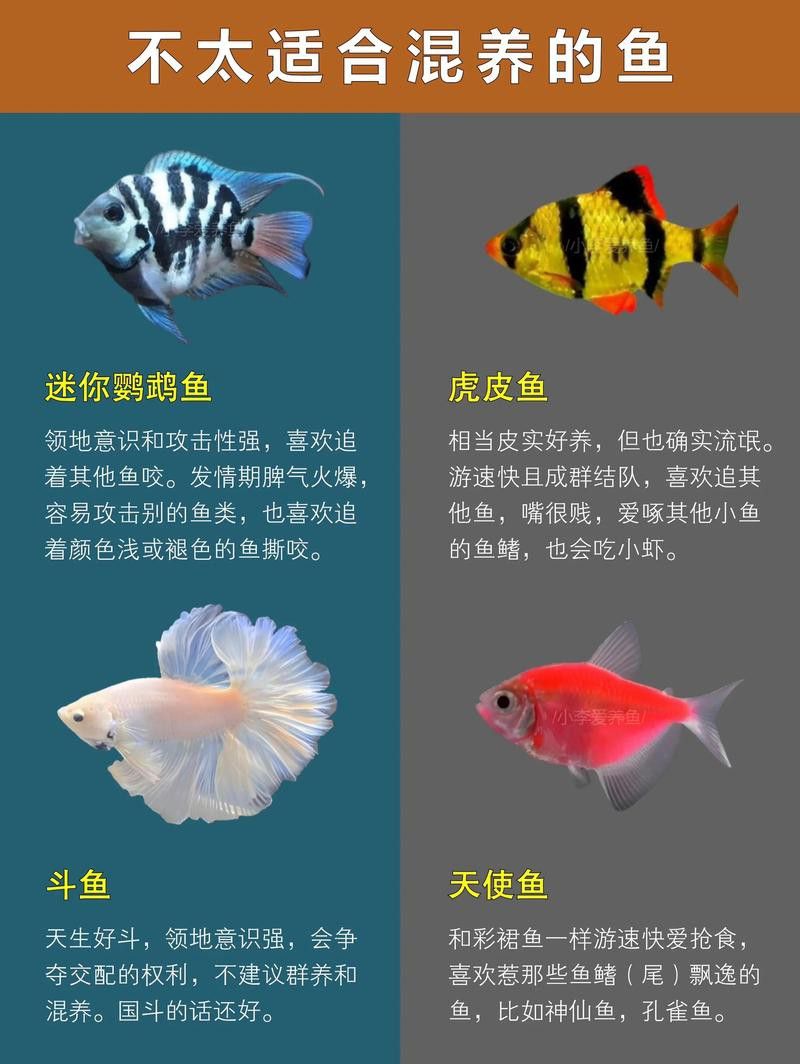 孔雀魚和龍魚混養好不好呢圖片