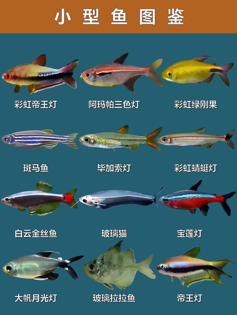 孔雀魚和龍魚混養好不好呢圖片