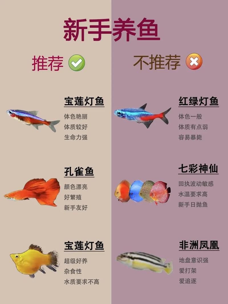 孔雀魚和龍魚混養好不好呢圖片