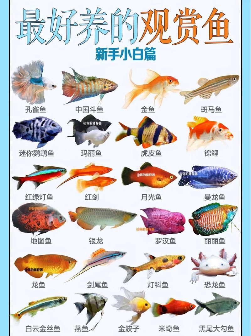 孔雀魚和龍魚混養好不好呢圖片