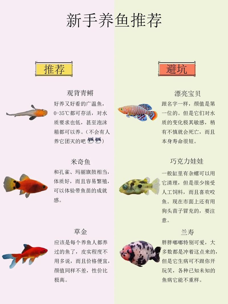 孔雀魚和龍魚混養好不好呢圖片