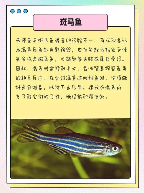 孔雀魚和龍魚混養好不好呢圖片