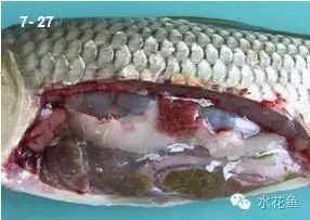 哪些藥物可以治療龍魚內臟損傷？