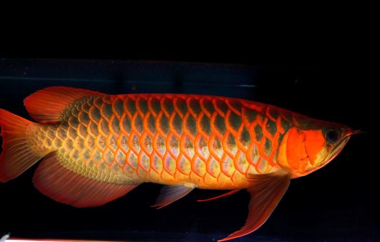 各種龍魚圖片大全大圖高清