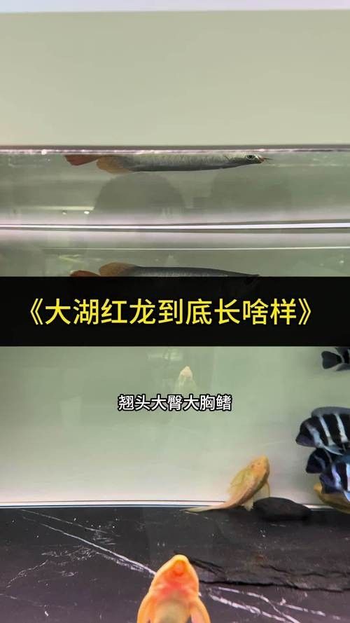 龍魚照片真實(shí)