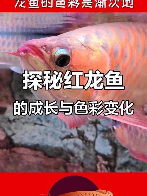 龍魚照片真實(shí)