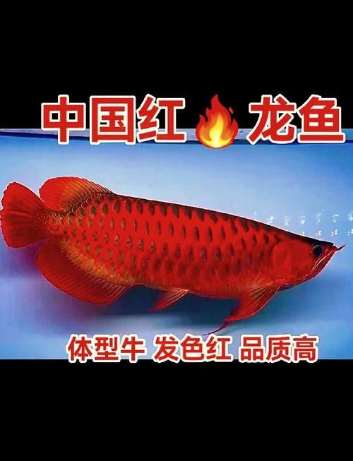 龍魚照片真實(shí)