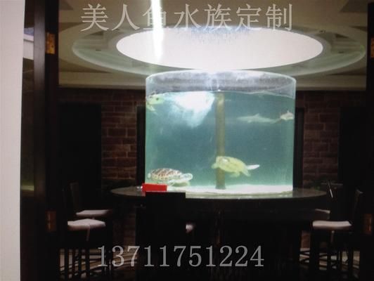 龍魚捕食：龍魚缸最佳尺寸圖紙