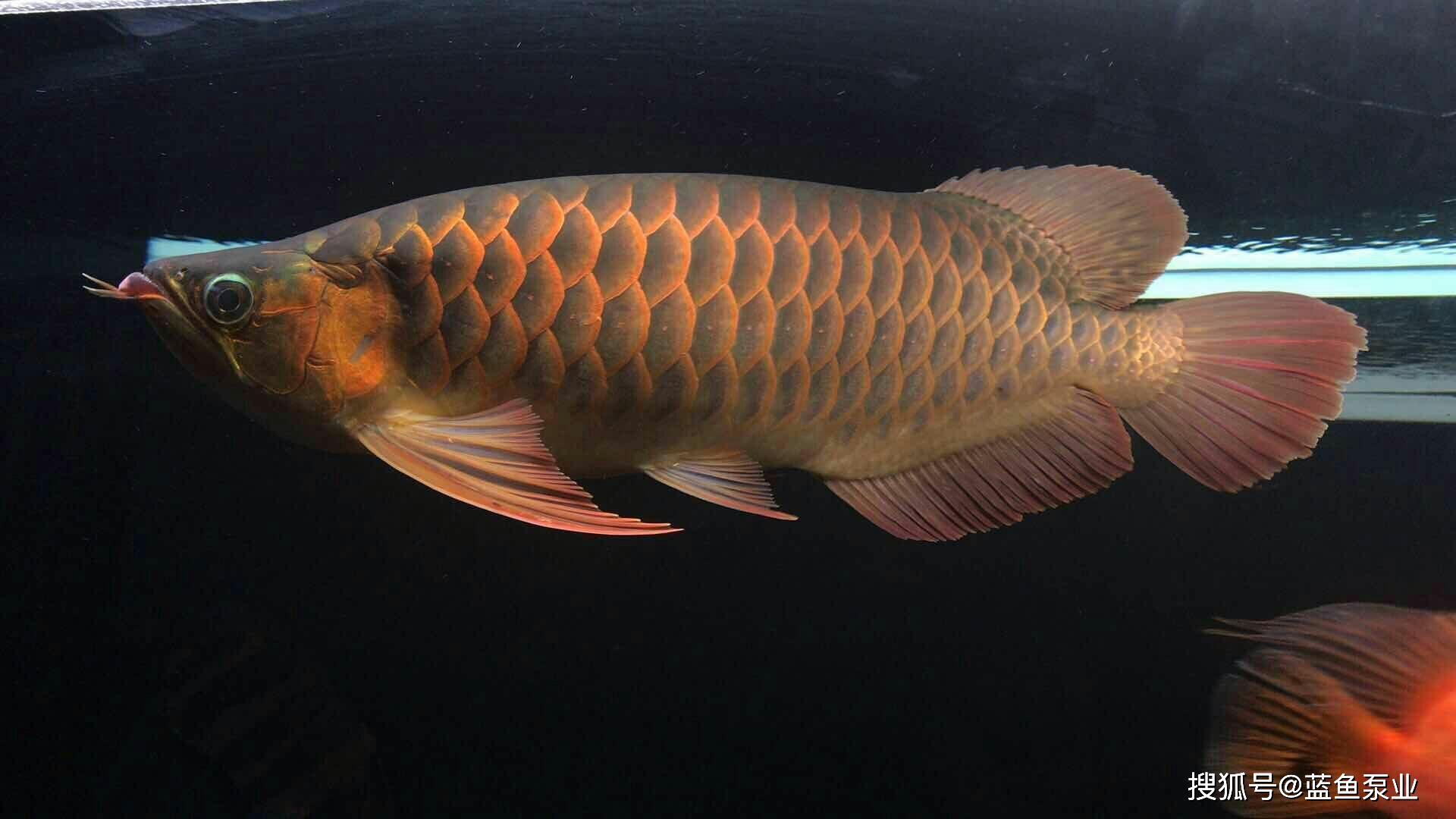 黑色的金龍魚（夢見黑色的金龍魚）