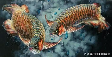 龍魚的來源