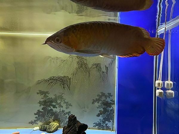 虎紋恐龍魚咬人嗎有毒嗎