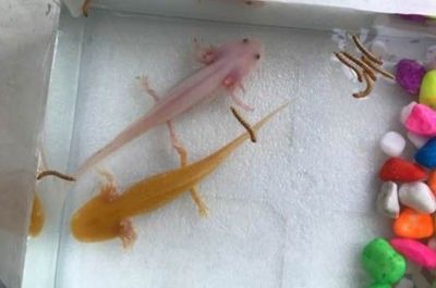 魚缸過濾器選購指南:自制魚缸過濾器魚缸上置過濾器對于養(yǎng)魚愛好者的必備知識 龍魚突然死了但是還有呼吸正常嗎為什么 龍魚百科 龍魚突然死了但是還有呼吸正常嗎為什么 龍魚突然死了但是還有呼吸正常嗎為什么 龍魚百科