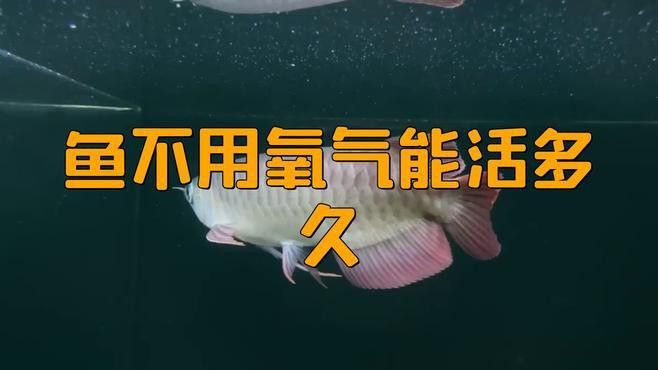 龍魚張嘴呼吸多久會死亡？