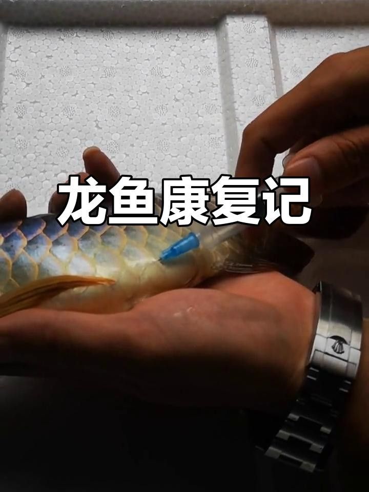 龍魚腹水能徹底治愈嗎？