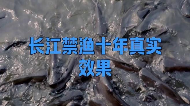 長江禁捕對哪些魚類影響最大？