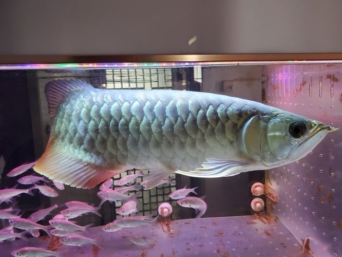 龍魚鱗片上有小黑點：龍魚身上的小黑點是怎么回事