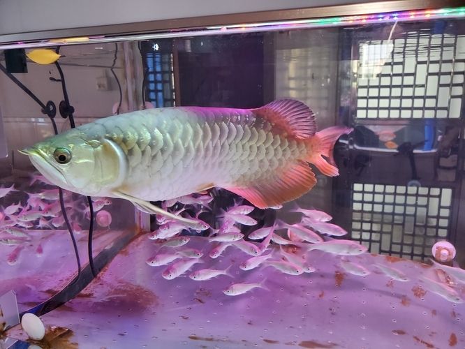龍魚鱗片上有小黑點：龍魚身上的小黑點是怎么回事