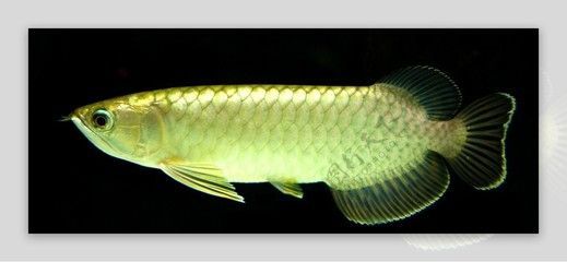 金龍魚白眼了：金魚的眼睛發白怎么回事
