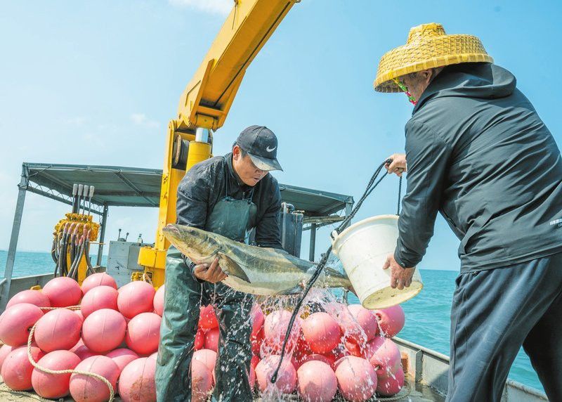 ?？谀睦镳B殖龍魚最多的魚
