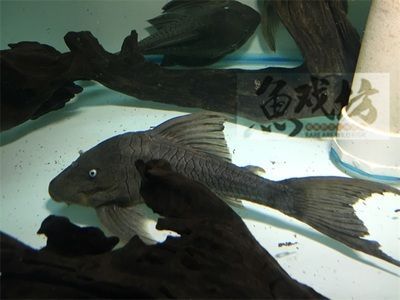 龍魚需要底砂（關于龍魚缸鋪設底砂，有不同的觀點和做法和做法和做法）