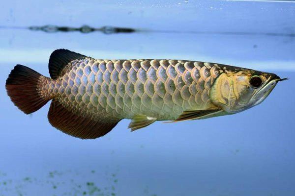 藍底金龍魚能長多大的魚