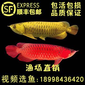 龍魚苗怎么選：如何挑選龍魚苗
