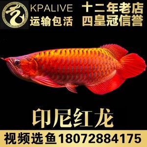 龍魚苗怎么選：如何挑選龍魚苗
