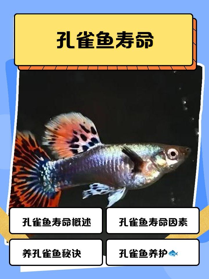 胭脂孔雀龍魚壽命多長