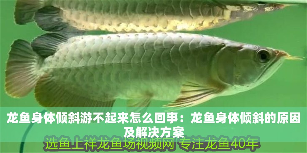 龍魚身體傾斜游不起來怎么回事：龍魚身體傾斜的原因及解決方案