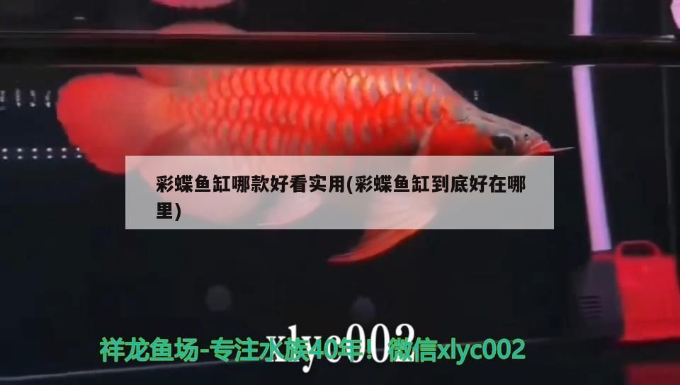 金龍魚混養魚最佳搭配圖片大全集：金龍魚一起養的魚