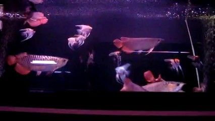 60缸養龍魚成功案例（60方缸養龍魚成功案例）