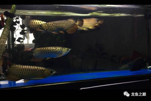 龍魚吃啥發色好一點視頻講解：有助于龍魚發色的食物