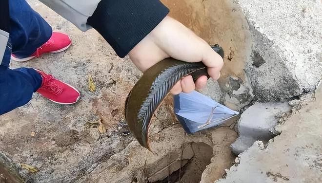 四川有雷龍魚嗎