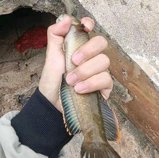 四川有雷龍魚嗎