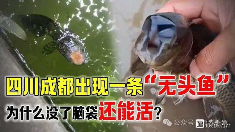 四川有雷龍魚嗎