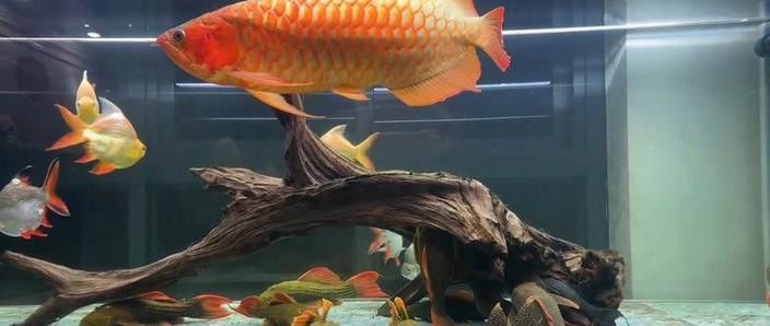 紅龍魚缸造景圖片大全大圖高清
