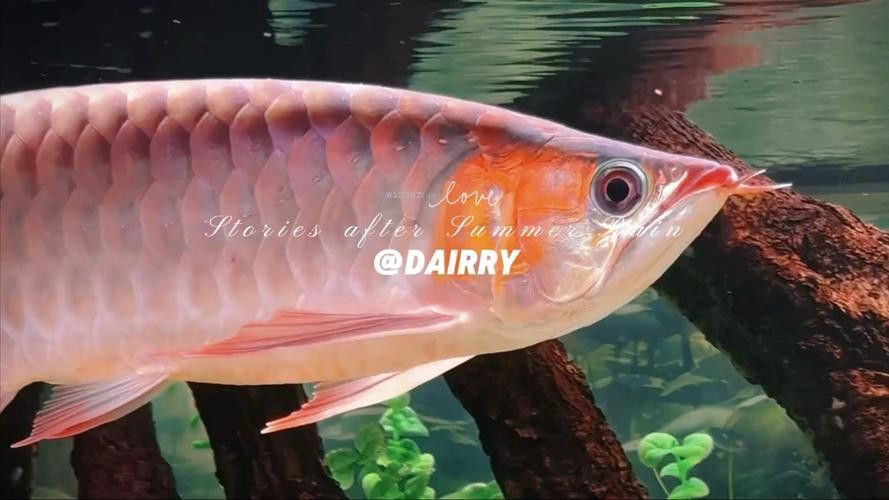 紅龍魚缸造景圖片大全大圖高清