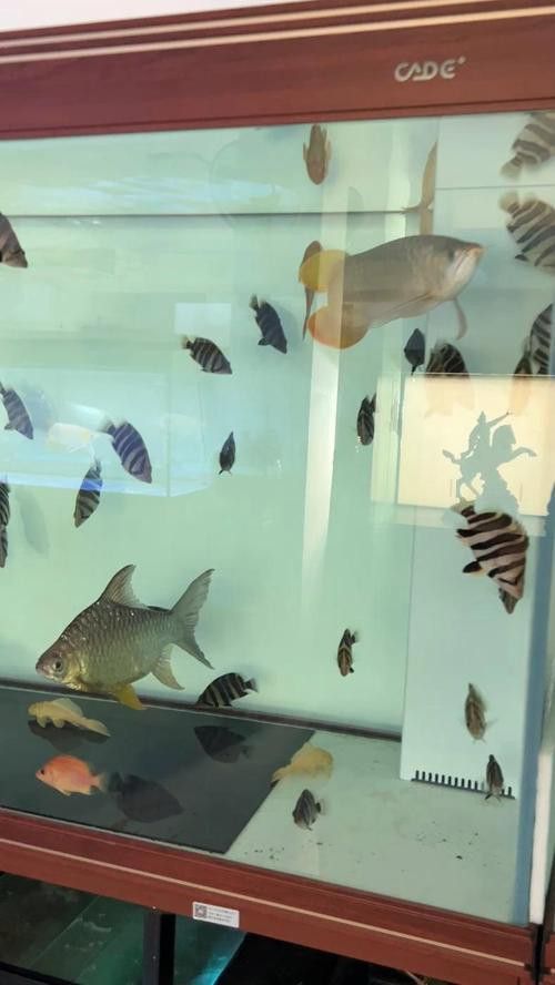 紅龍魚缸造景圖片大全大圖高清