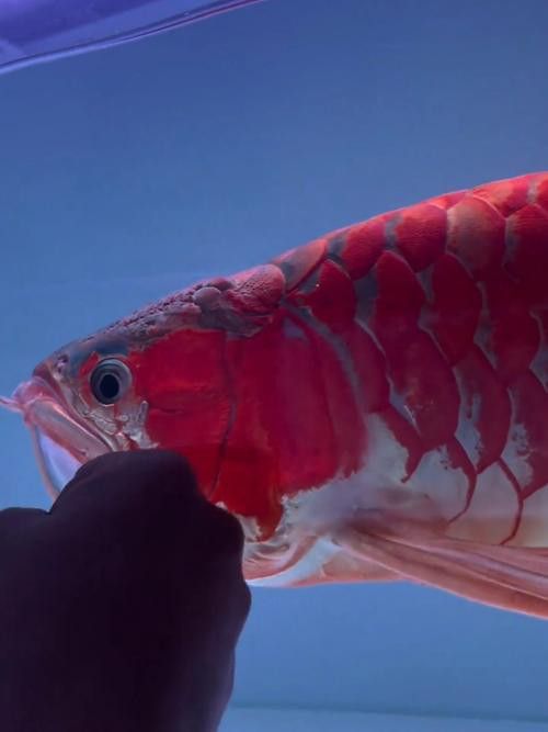 紅龍魚缸造景圖片大全大圖高清