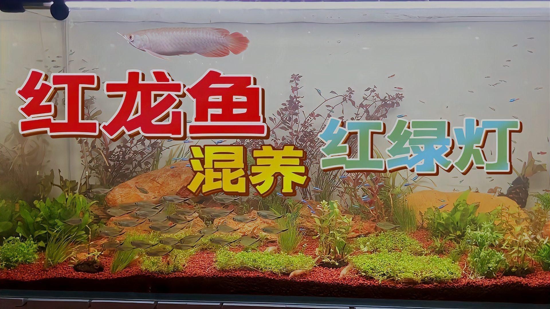 紅龍魚缸造景圖片大全大圖高清