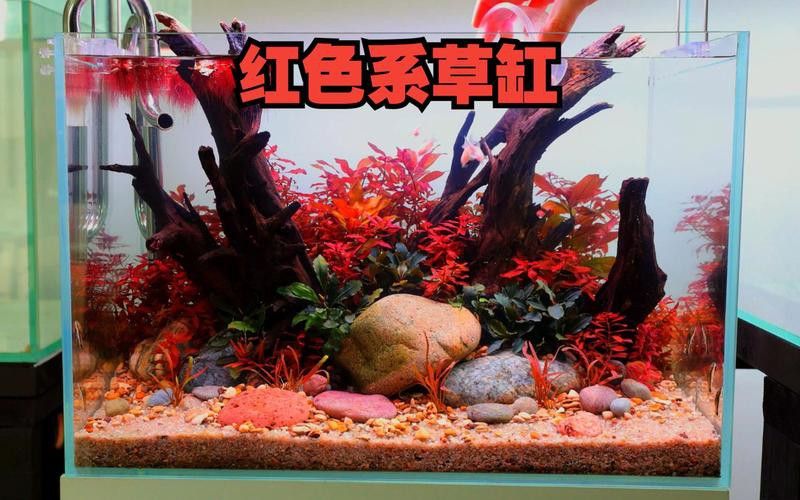 紅龍魚缸造景圖片大全大圖高清