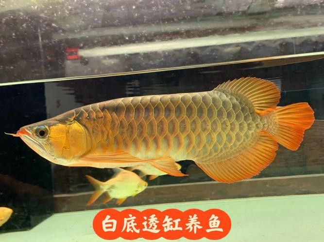 紅龍魚缸造景圖片大全大圖高清