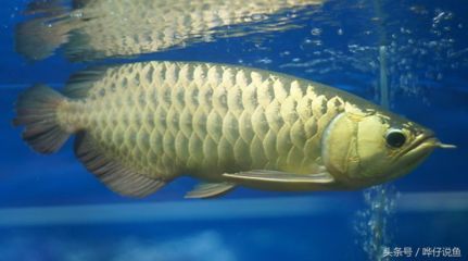 紅龍魚烤魚燈怎么開：紅龍魚烤魚燈怎么開啟