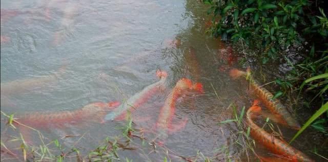 印尼知名龍魚漁場有哪些品種：印尼知名的龍魚品種