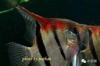 養(yǎng)金龍魚的水溫最好是多少度?養(yǎng)金龍魚的適宜溫度與深水環(huán)境探討