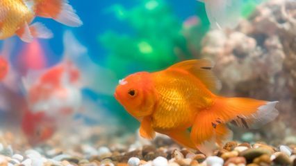 養(yǎng)金龍魚的水溫最好是多少度?養(yǎng)金龍魚的適宜溫度與深水環(huán)境探討