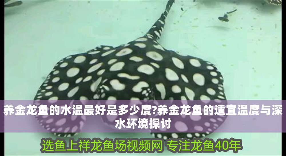 養(yǎng)金龍魚的水溫最好是多少度?養(yǎng)金龍魚的適宜溫度與深水環(huán)境探討