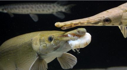 龍魚混養打架不吃食：龍魚混養打架不吃食可能由多種原因引起