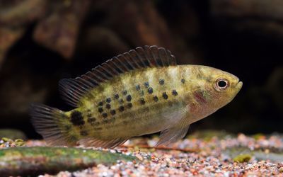 紅點變色龍魚的飼養方法：紅點變色龍魚是一種熱帶觀賞魚，全長2.5-3厘米